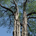 Robinia pseudoacacia ecorce